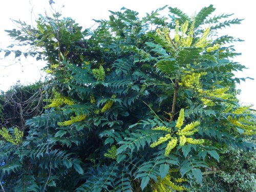 Mahonia - well over six foot tall.