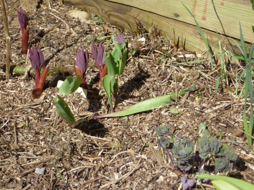 Red stems of a Paeony, tulips and and an Aquilegia getting ready for Spring